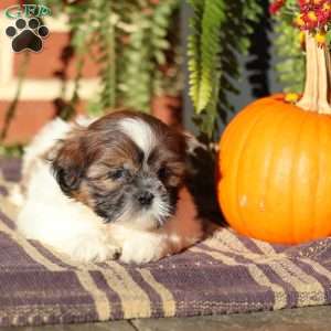 Tiara, Shih Tzu Puppy